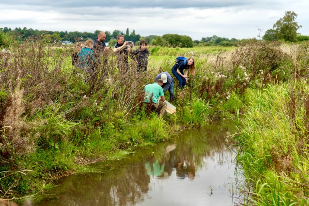 Water vole release in the Avon Valley